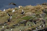 Phalacrocorax atriceps