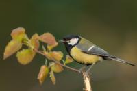 Parus major