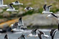 Larus dominicanus