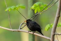 Turdus merula