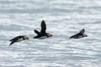 Norway - fauna