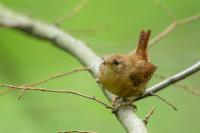 Troglodytes troglodytes