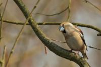 Coccothraustes coccothraustes