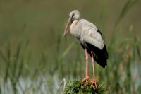 Sri Lanka FAUNA