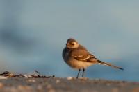 Motacilla alba