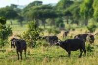 African buffalo