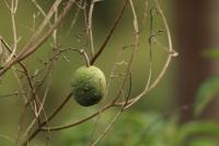 Tanzania-FLORA