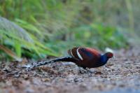 Thailand fauna