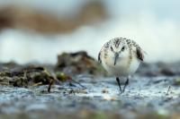 Calidris alba