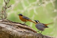 Zambia - FAUNA