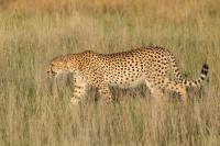 Cheetah