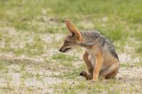 Black-backed jackal