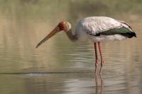 Mycteria ibis