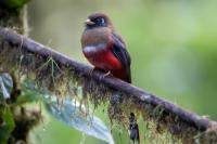 ECUADOR-FAUNA