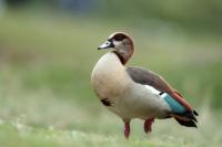 ETHIOPIA FAUNA