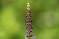 ETHIOPIA FLORA