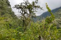 ECUADOR -FLORA