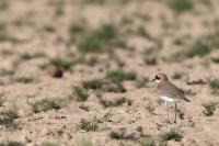 Charadrius leschenaultii