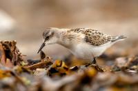 Calidris minuta