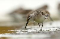 Calidris ferruginea