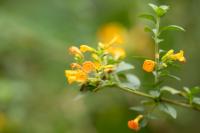 ECUADOR -FLOWERS