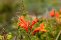 Madeira flora