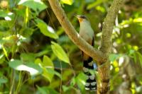 Dominican Republic-FAUNA