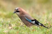 Garrulus glandarius