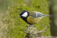 Parus major