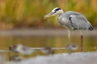 Ardea cinerea