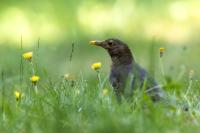 Turdus merula