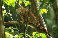 Costa Rica fauna