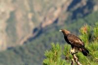 Aquila chrysaetos