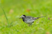 Motacilla alba