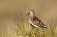 Calidris alpina