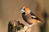 Coccothraustes coccothraustes