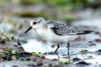 Calidris alba