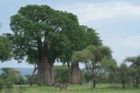 Tanzania-FLORA