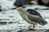 Nycticorax nycticorax