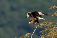 Caracara plancus