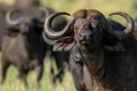 African buffalo