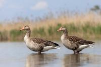 Hungary - FAUNA