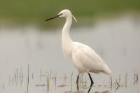 Egretta garzetta