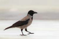 Corvus cornix