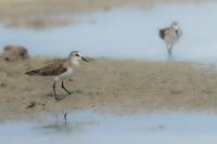 Calidris minuta