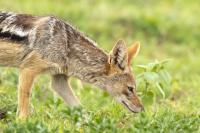 Black-backed jackal