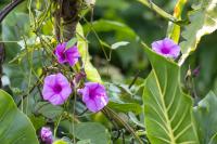 ECUADOR -FLOWERS