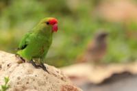 ETHIOPIA FAUNA