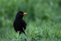 Turdus merula