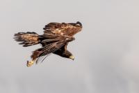 Aquila chrysaetos